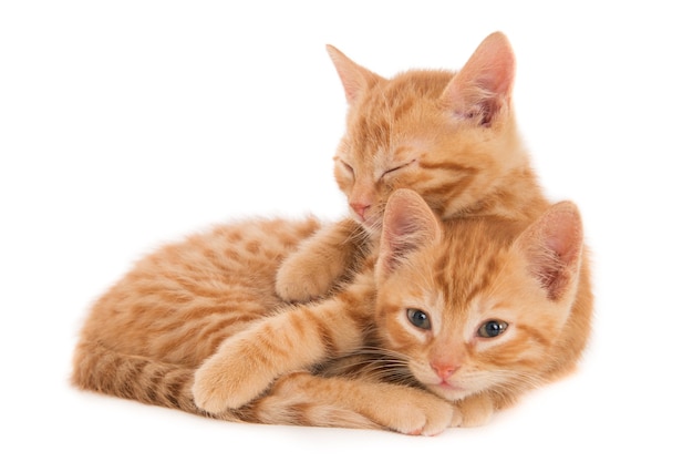 Dois gatinhos ruivos em uma pose íntima.