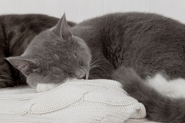 Dois gatos cinzentos dormem juntos, abraçam e cuidam. Mostre ternura, deite-se em um suéter de malha branco macio.