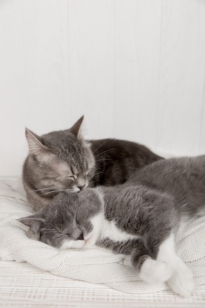 Dois gatos cinzentos dormem juntos, abraçam e cuidam. Mostre ternura, deite-se em um suéter de malha branco macio.