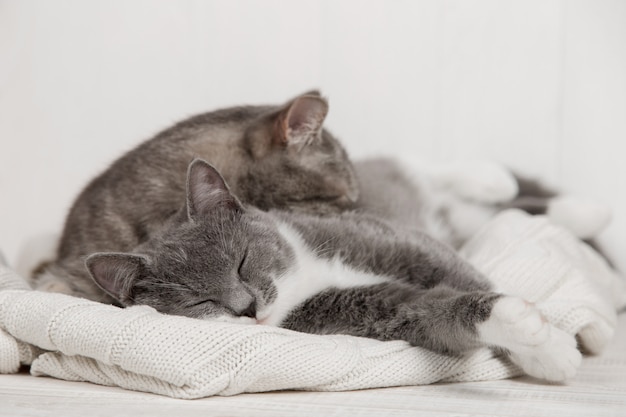 Foto dois gatos cinzentos dormem juntos, abraçam e cuidam. mostre ternura, deite-se em um suéter de malha branco macio.