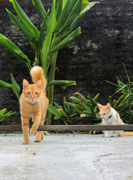 Dois gatos com pelo listrado marrom claro no quintal