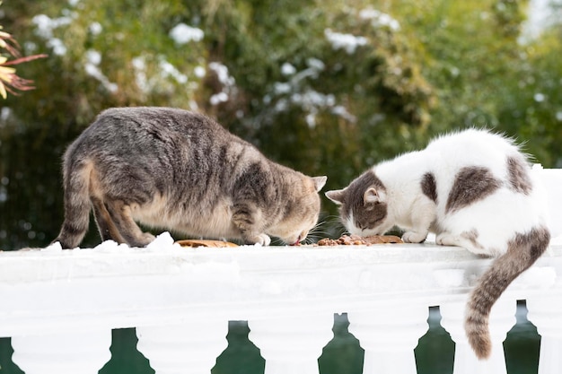 Dois gatos comendo comida de gato em um parque na rua em uma balaustrada branca O conceito de ajudar animais sem-teto