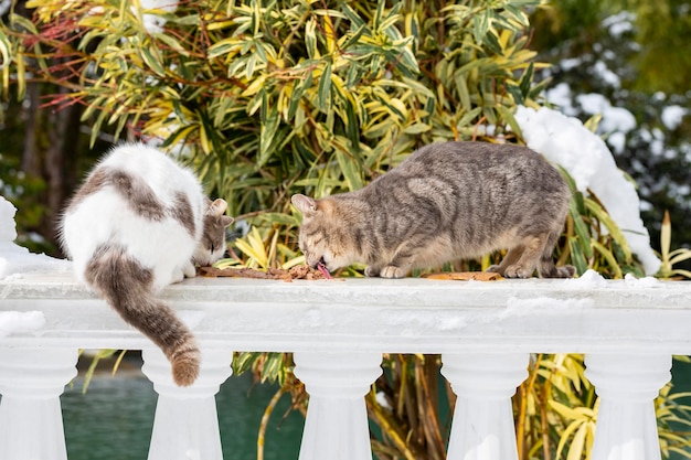 Dois gatos comendo comida de gato em um parque na rua em uma balaustrada branca o conceito de ajudar animais sem-teto