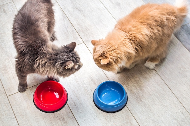 Dois gatos comendo lado a lado no chão da cozinha