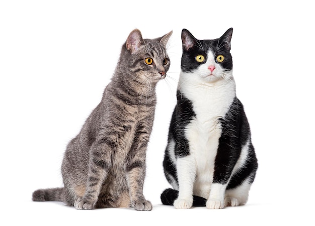 dois gatos cruzados isolados em branco