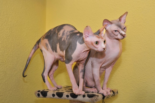 Dois gatos de raça pura Sphinx sentados no banco de gatos
