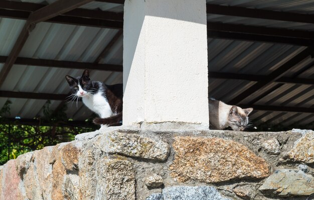 Dois gatos de rua bonitos andando por um parque, olhando para a câmera.