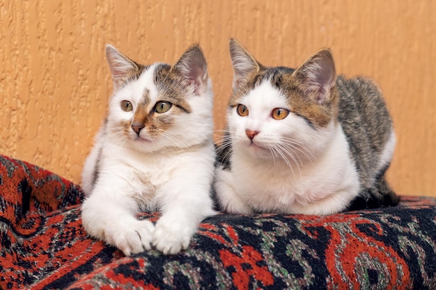 Dois gatos deitam-se no tapete de uma sala e olham atentamente para algo