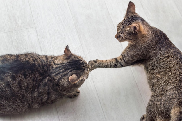 Dois gatos estão lutando entre si retrato aproximado