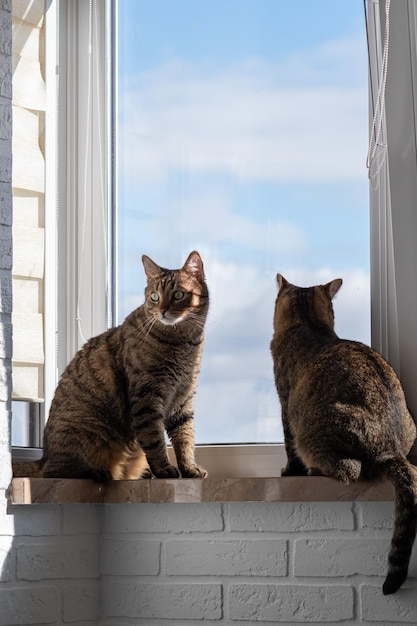 Dois gatos estão sentados ao lado da janela do apartamento