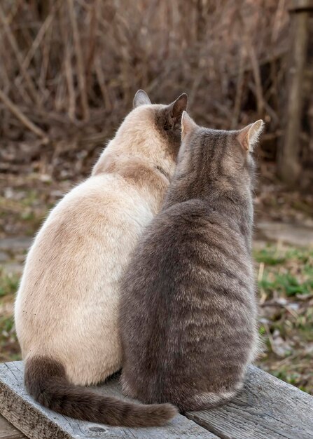 Dois gatos fofos sentados juntos em um banco de madeira no campo