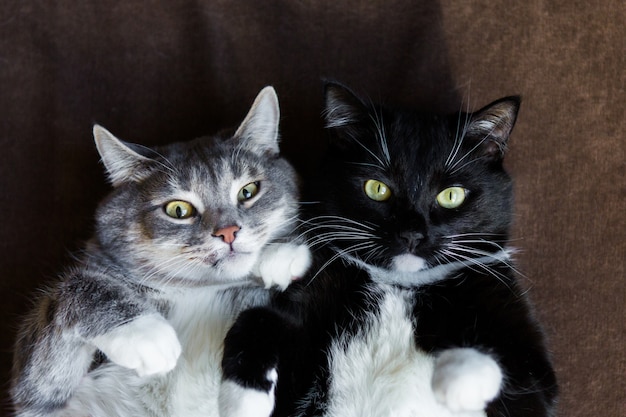 Dois gatos juntos cinza e preto e branco