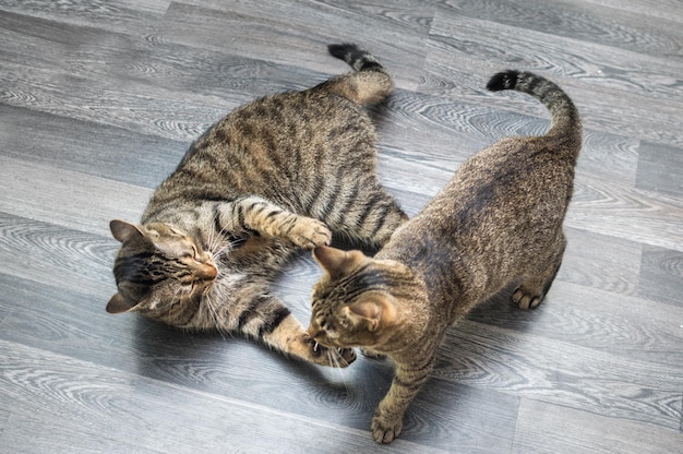 Dois gatos lutam juntos no chão do apartamento