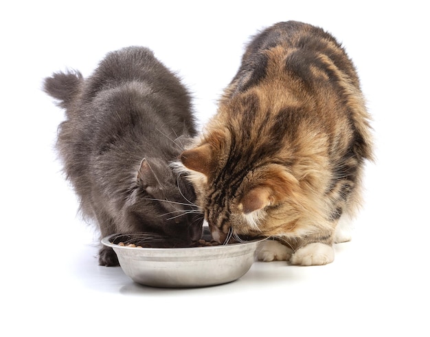 Dois gatos maine coon comendo de uma tigela