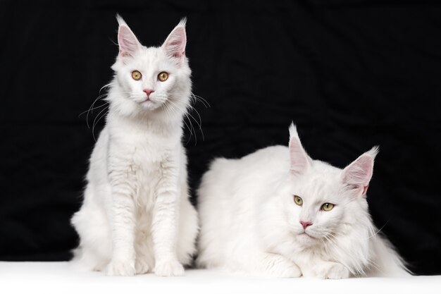 Dois gatos maine coon em fundo preto e branco