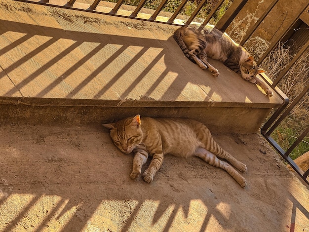 Dois gatos marrons descansando na rua depois de uma manhã quente