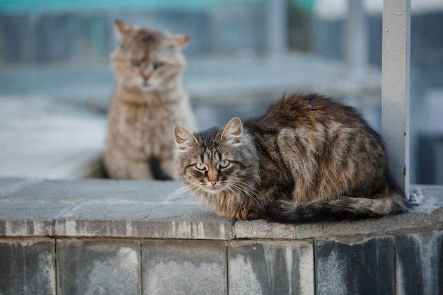 Dois gatos na rua