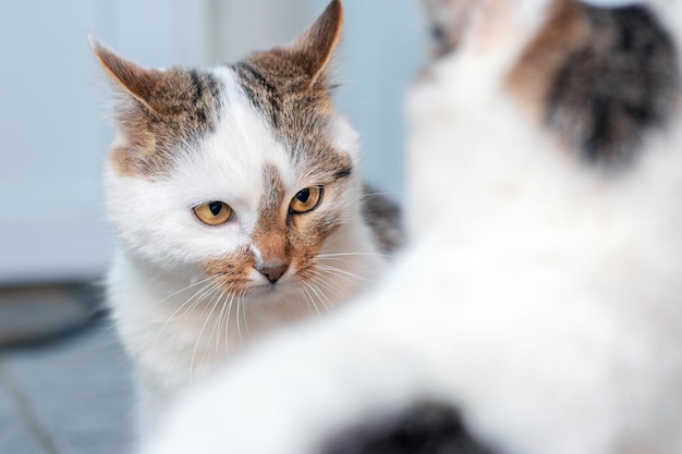 Dois gatos na sala estão em conflito Um gato olha para outro gato com desgosto