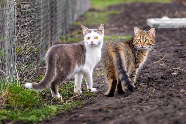 Dois gatos no jardim olham para trás