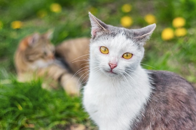 Dois gatos no jardim Um gato com um olhar atento e fofo