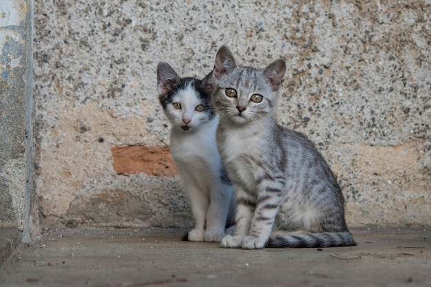 Dois gatos pequenos