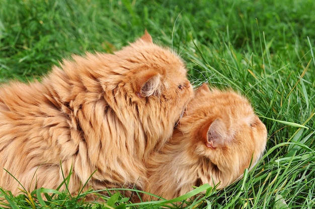 Dois gatos persas vermelhos engraçados estão deitados na grama verde