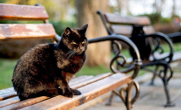 dois gatos pretos com olhos verdes estão sentados nos bancos do parque e se aquecendo ao sol