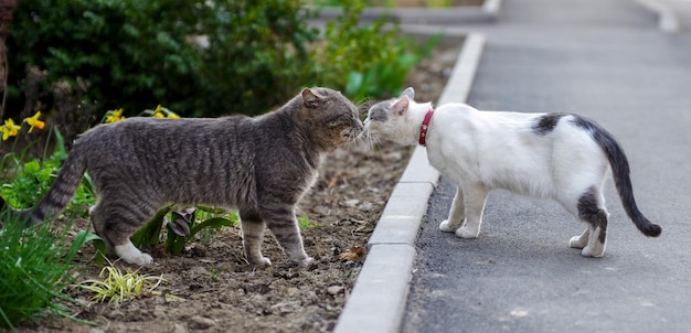 Dois gatos se farejando ao ar livre