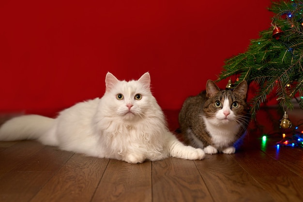 Dois gatos sentados ao lado de galhos de uma árvore de Natal em um fundo vermelho de ano novo