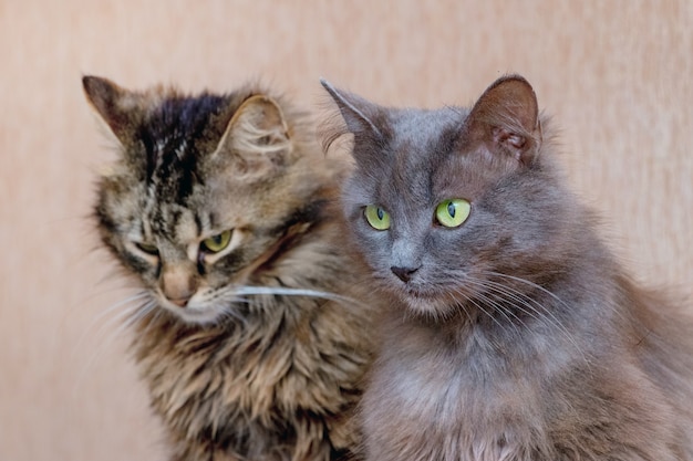 Dois gatos sentados lado a lado, retrato de gatos