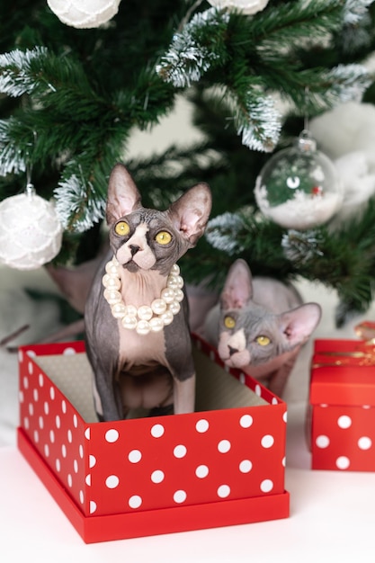 Dois gatos sphynx canadenses sentados sob a árvore de natal com caixas de presente de bolinhas vermelhas de férias sob ela