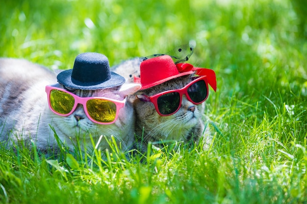 Dois gatos usando óculos escuros e chapéus deitados na grama em um dia ensolarado