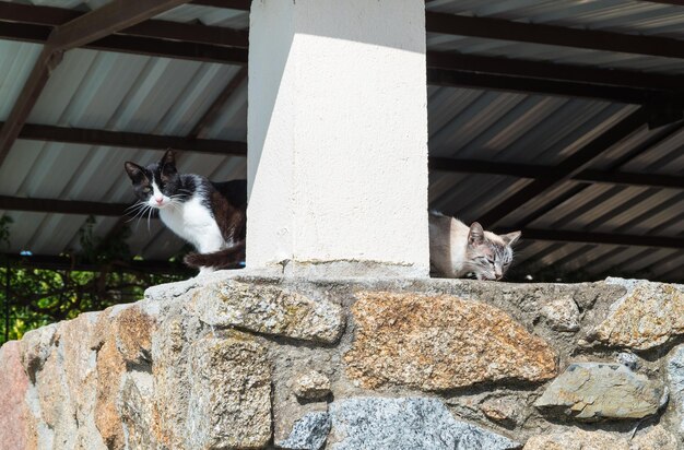 Dois gatos vadios bonitos andando por um parque olhando para a câmera