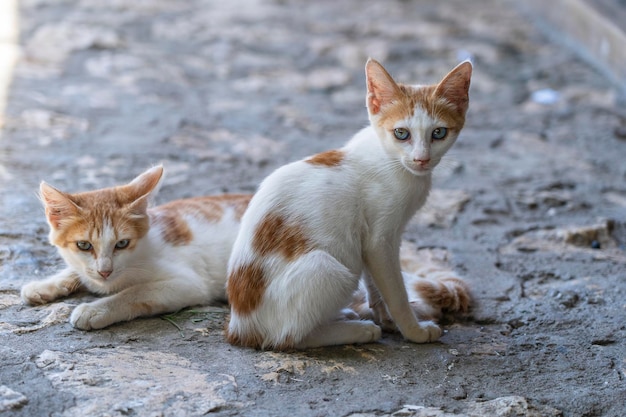 Dois gatos vadios estão descansando na rua na cidade de pedra da ilha de zanzibar, tanzânia, áfrica, perto