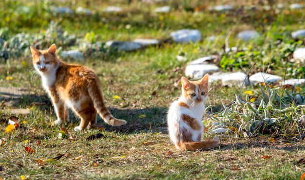 Dois gatos vadios vermelhos na natureza