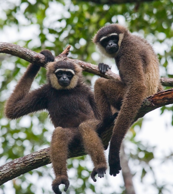 Dois gibões estão sentados na árvore. Indonésia. A ilha de Kalimantan. Borneo.