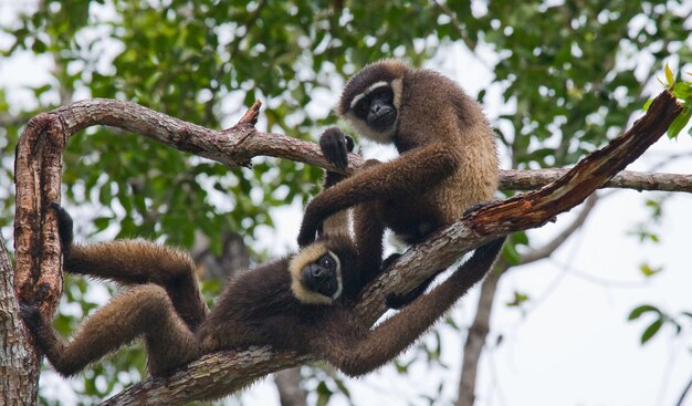 Dois gibões estão sentados na árvore. Indonésia. A ilha de Kalimantan. Borneo.