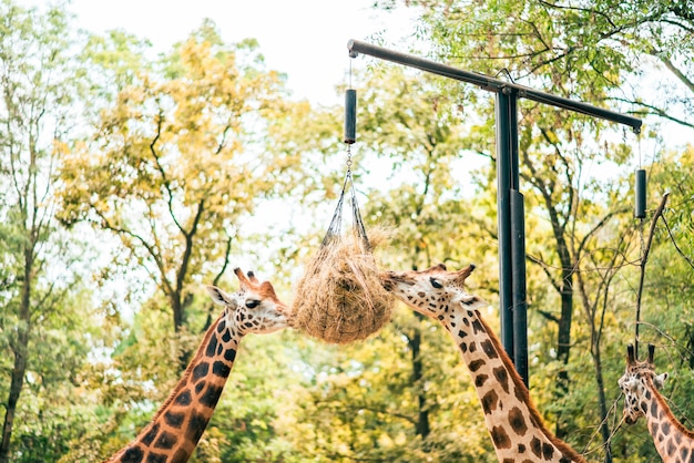 Foto dois girafas comem feno no zoológico.