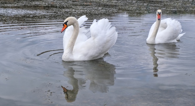 Dois graciosos cisnes brancos nadam em um pequeno lago de outono