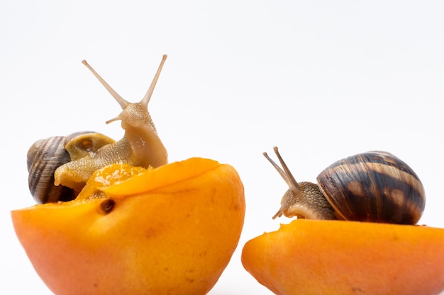 Dois grandes caracóis de jardim de uvas helix pomatia sentam-se em damascos e comem