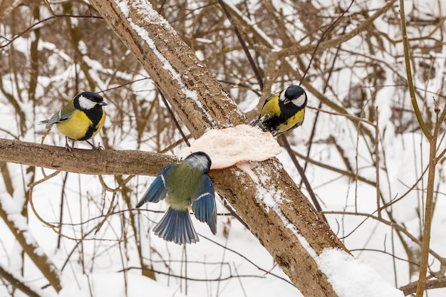 Dois grandes chapins e chapim azul bicando banha em um galho na floresta. Alimentando pássaros no inverno.