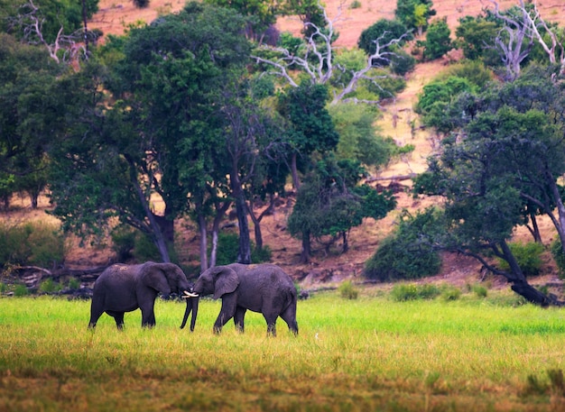 Dois grandes elefantes lutando no Parque Nacional de Chobe, Botsuana