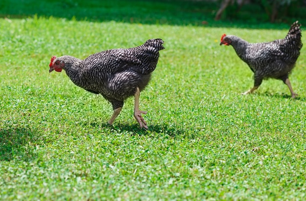 Dois grandes frangos na grama verde. dia ensolarado de verão.