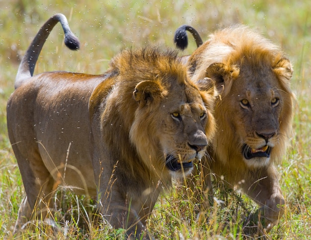 Dois grandes leões machos à caça. parque nacional. quênia. tanzânia. masai mara. serengeti.
