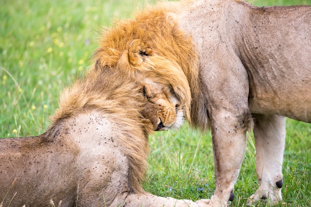 Dois grandes leões mostram suas emoções um ao outro na savana do quênia