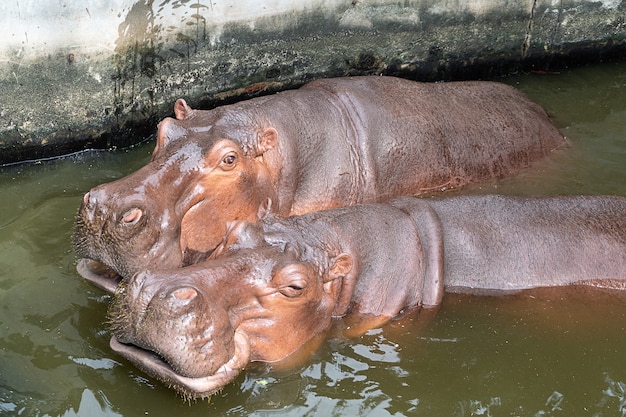 Dois hipopótamos na lagoa