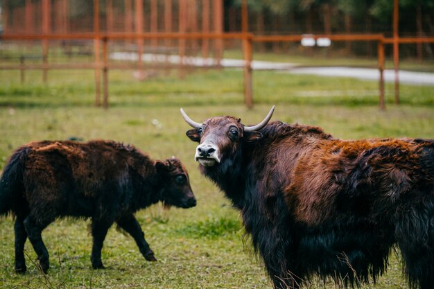 Dois iaques tibetanos no zoológico