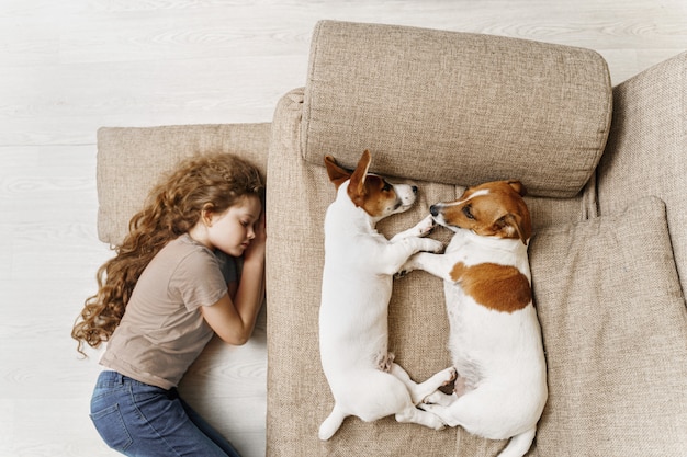 Dois jack russell estão dormindo na cama e o dono da menina está dormindo no chão.