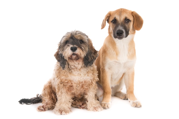 Foto dois jovens cachorros mestiços sentados lado a lado