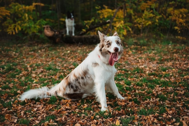 Dois jovens Collies de fronteira brincam no parque, outono, cão pastor merle vermelho olhando para a câmera